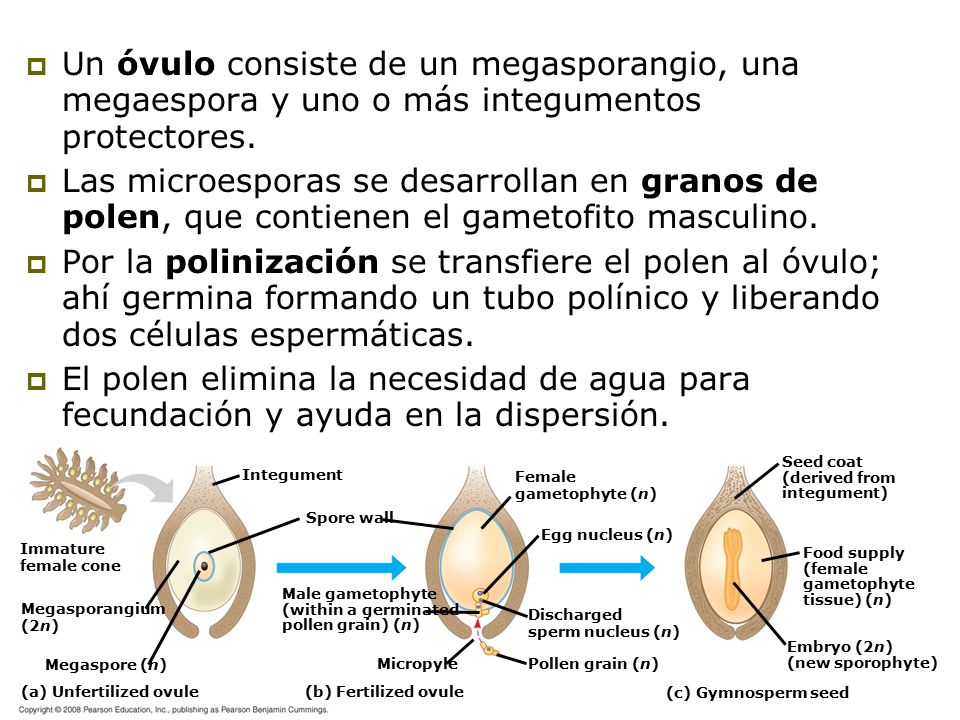 Un óvulo consiste de un megasporangio, una megaespora y uno o más integumentos protectores.