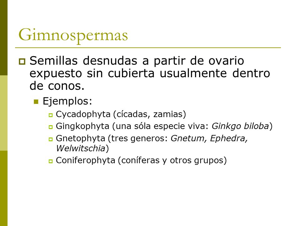 Gimnospermas Semillas desnudas a partir de ovario expuesto sin cubierta usualmente dentro de conos.