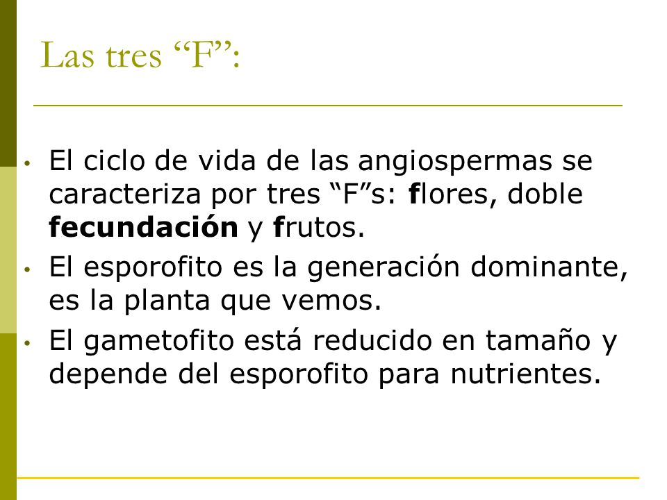 Las tres F : El ciclo de vida de las angiospermas se caracteriza por tres F s: flores, doble fecundación y frutos.