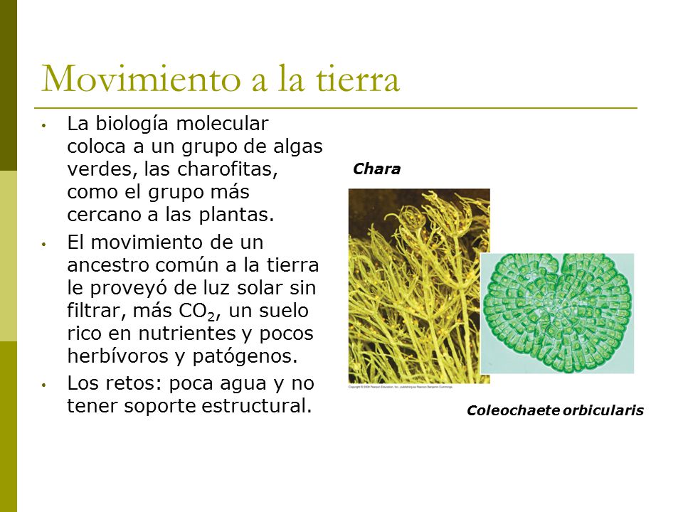 Movimiento a la tierra La biología molecular coloca a un grupo de algas verdes, las charofitas, como el grupo más cercano a las plantas.