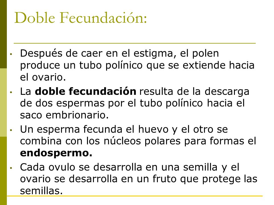 Doble Fecundación: Después de caer en el estigma, el polen produce un tubo polínico que se extiende hacia el ovario.