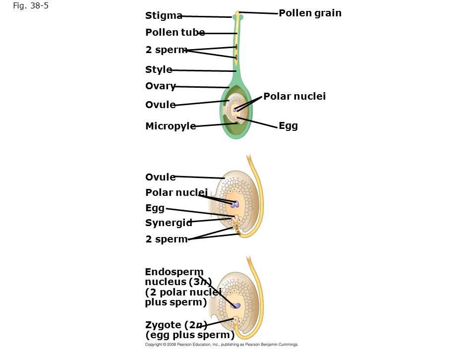 Stigma Pollen grain Pollen tube 2 sperm Style Ovary Polar nuclei Ovule