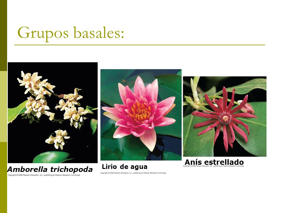 Grupos basales: Anís estrellado Amborella trichopoda Lirio de agua