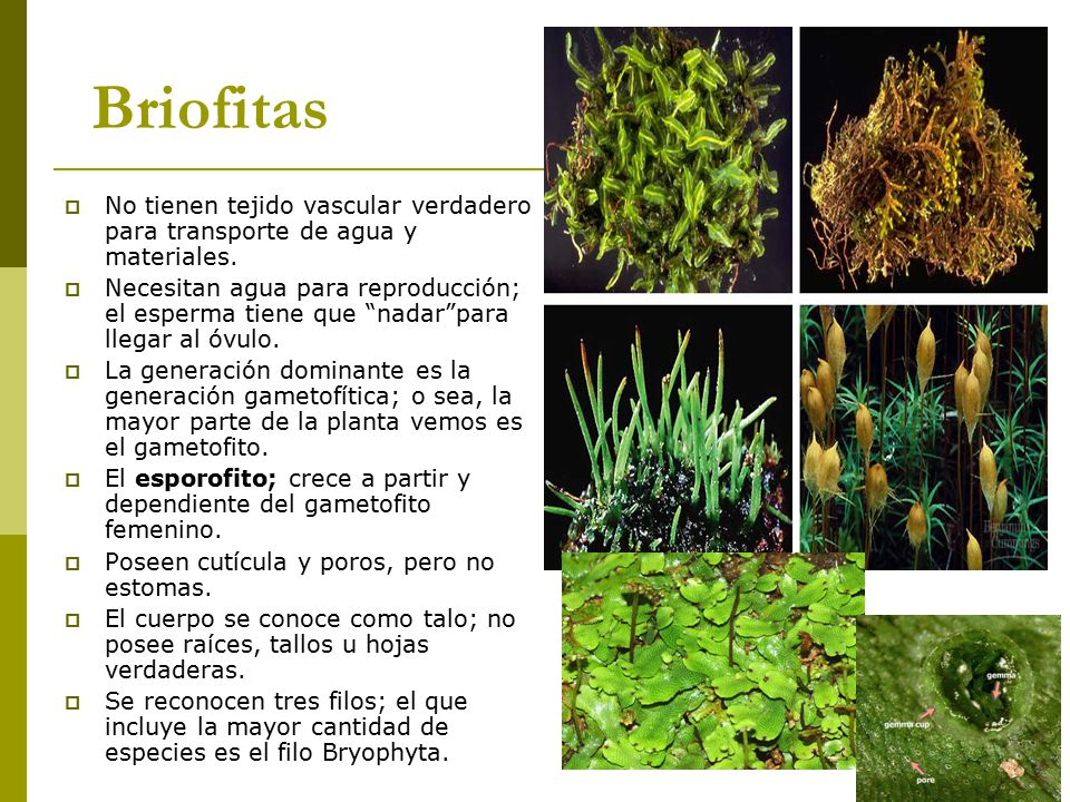 Briofitas No tienen tejido vascular verdadero para transporte de agua y materiales.