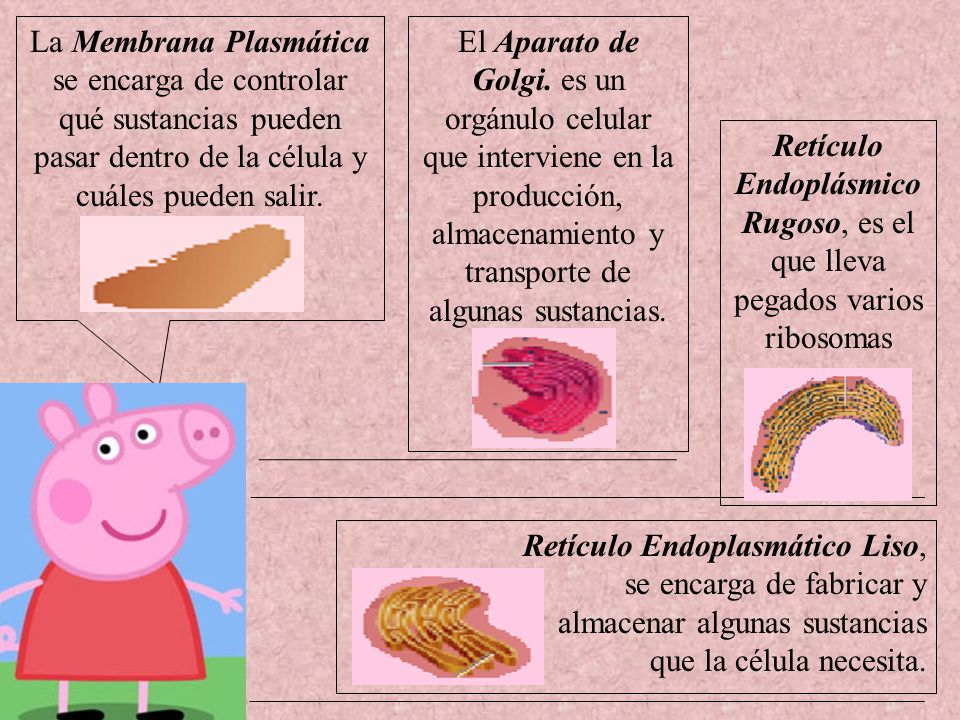 Retículo Endoplásmico Rugoso, es el que lleva pegados varios ribosomas