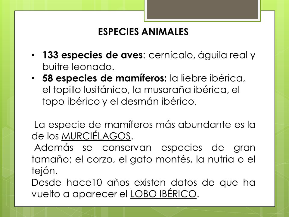 ESPECIES ANIMALES 133 especies de aves: cernícalo, águila real y buitre leonado.