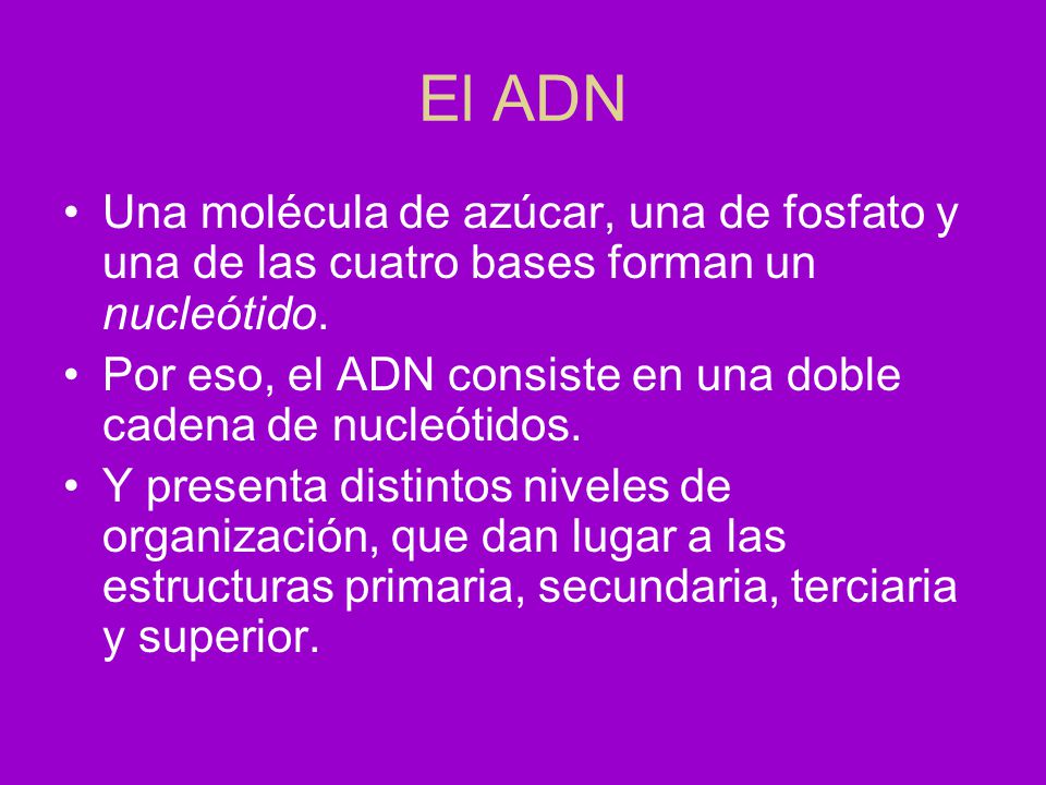 El ADN Una molécula de azúcar, una de fosfato y una de las cuatro bases forman un nucleótido.