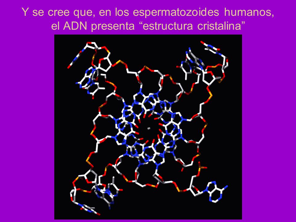 Y se cree que, en los espermatozoides humanos, el ADN presenta estructura cristalina