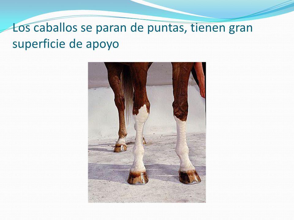 Los caballos se paran de puntas, tienen gran superficie de apoyo