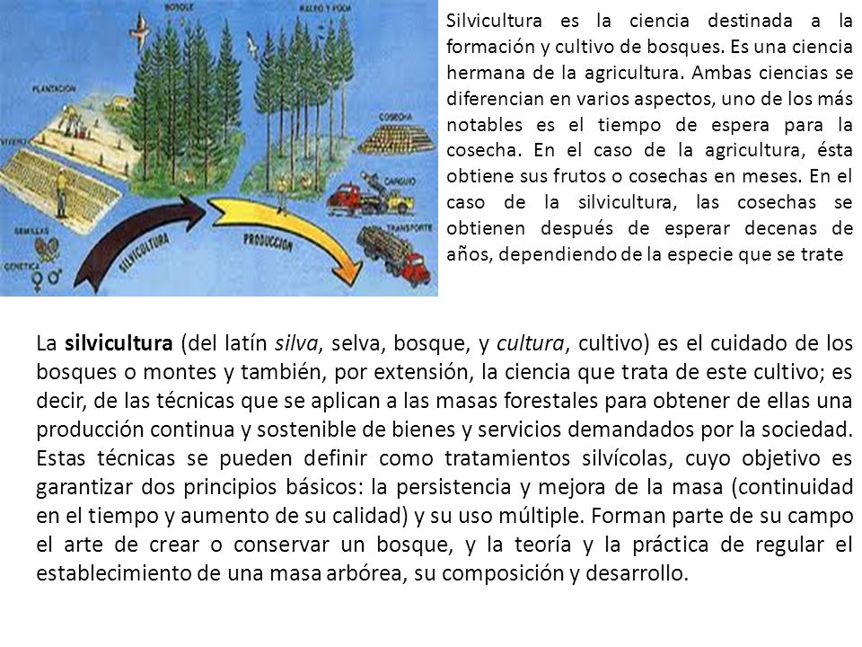 Silvicultura es la ciencia destinada a la formación y cultivo de bosques. Es una ciencia hermana de la agricultura. Ambas ciencias se diferencian en varios aspectos, uno de los más notables es el tiempo de espera para la cosecha. En el caso de la agricultura, ésta obtiene sus frutos o cosechas en meses. En el caso de la silvicultura, las cosechas se obtienen después de esperar decenas de años, dependiendo de la especie que se trate
