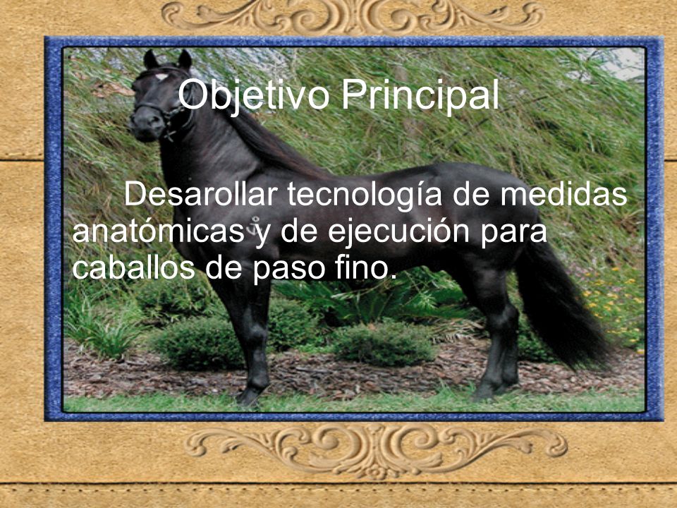 Objetivo Principal Desarollar tecnología de medidas anatómicas y de ejecución para caballos de paso fino.
