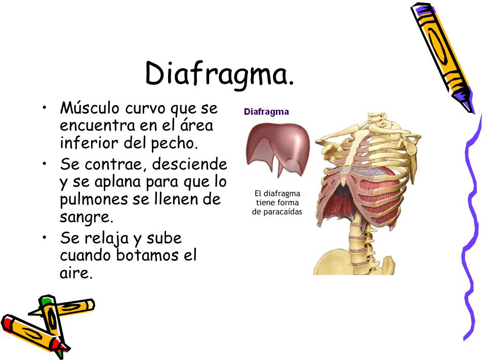 Diafragma. Músculo curvo que se encuentra en el área inferior del pecho. Se contrae, desciende y se aplana para que lo pulmones se llenen de sangre.