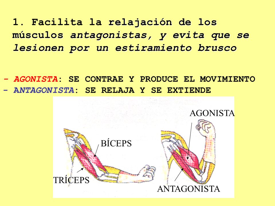 1. Facilita la relajación de los músculos antagonistas, y evita que se lesionen por un estiramiento brusco