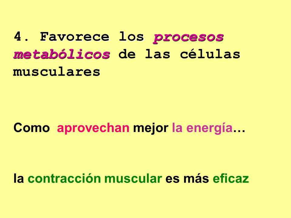 4. Favorece los procesos metabólicos de las células musculares