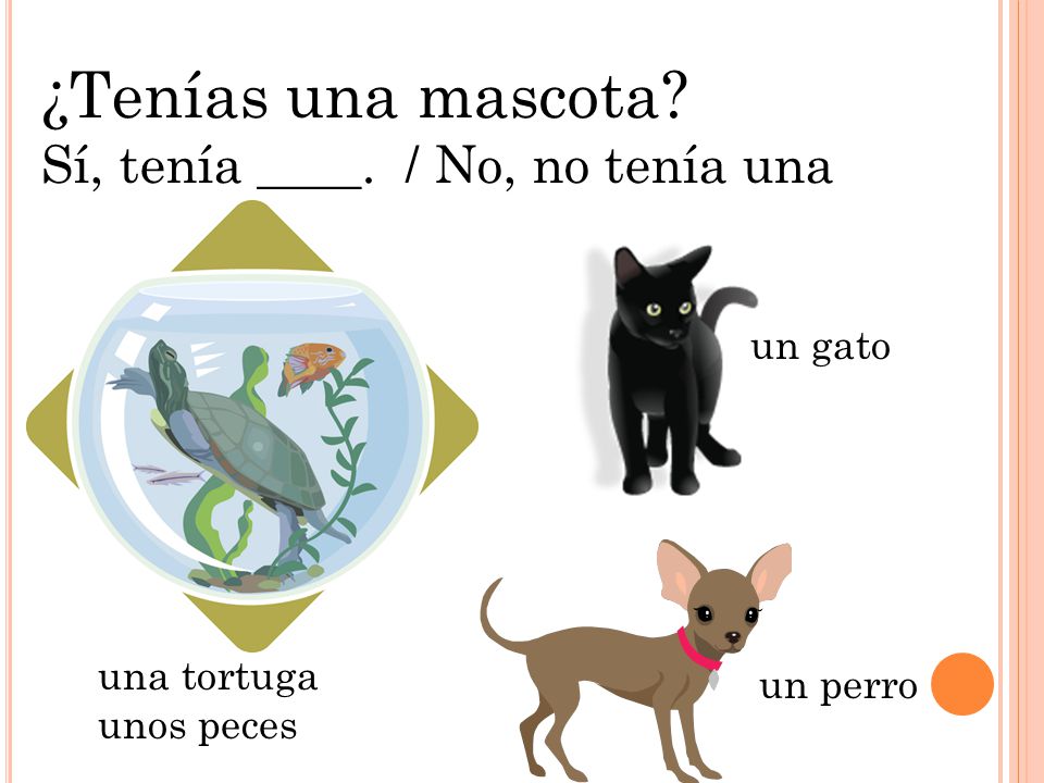 ¿Tenías una mascota Sí, tenía ____. / No, no tenía una mascota.