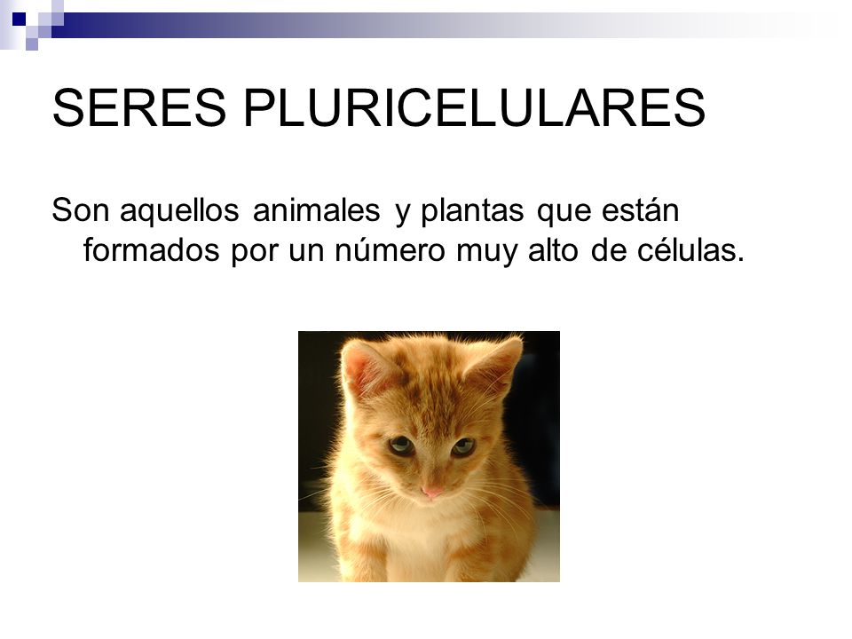 SERES PLURICELULARES Son aquellos animales y plantas que están formados por un número muy alto de células.
