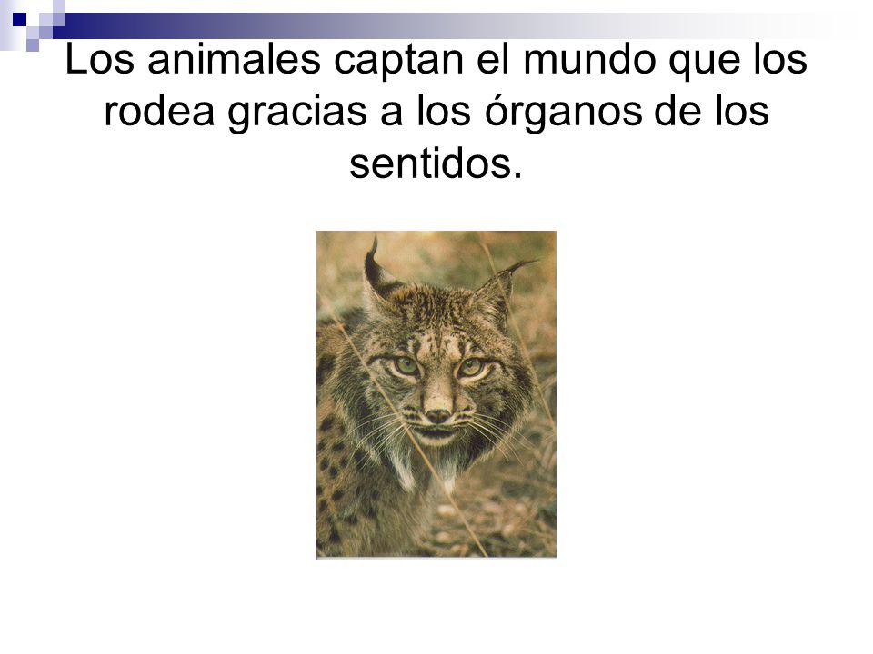 Los animales captan el mundo que los rodea gracias a los órganos de los sentidos.