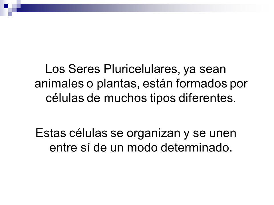 Estas células se organizan y se unen entre sí de un modo determinado.
