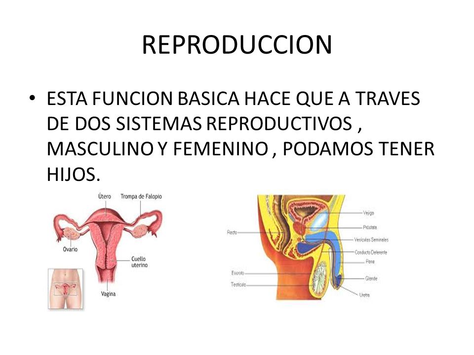 REPRODUCCION ESTA FUNCION BASICA HACE QUE A TRAVES DE DOS SISTEMAS REPRODUCTIVOS , MASCULINO Y FEMENINO , PODAMOS TENER HIJOS.