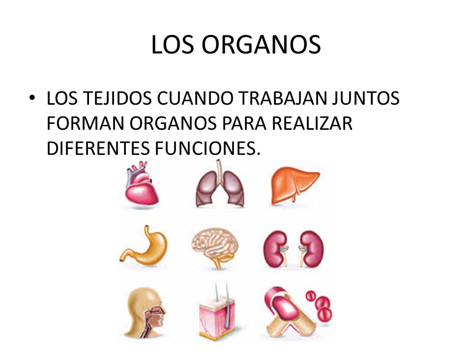 LOS ORGANOS LOS TEJIDOS CUANDO TRABAJAN JUNTOS FORMAN ORGANOS PARA REALIZAR DIFERENTES FUNCIONES.