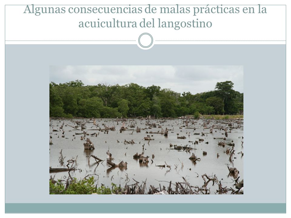 Algunas consecuencias de malas prácticas en la acuicultura del langostino