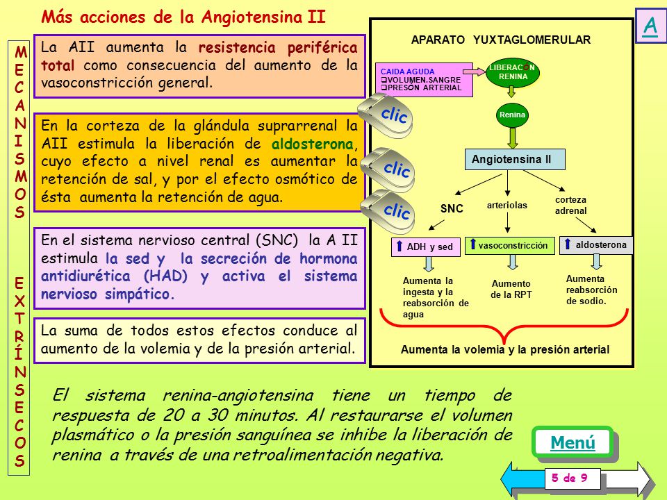 A Más acciones de la Angiotensina II clic clic clic