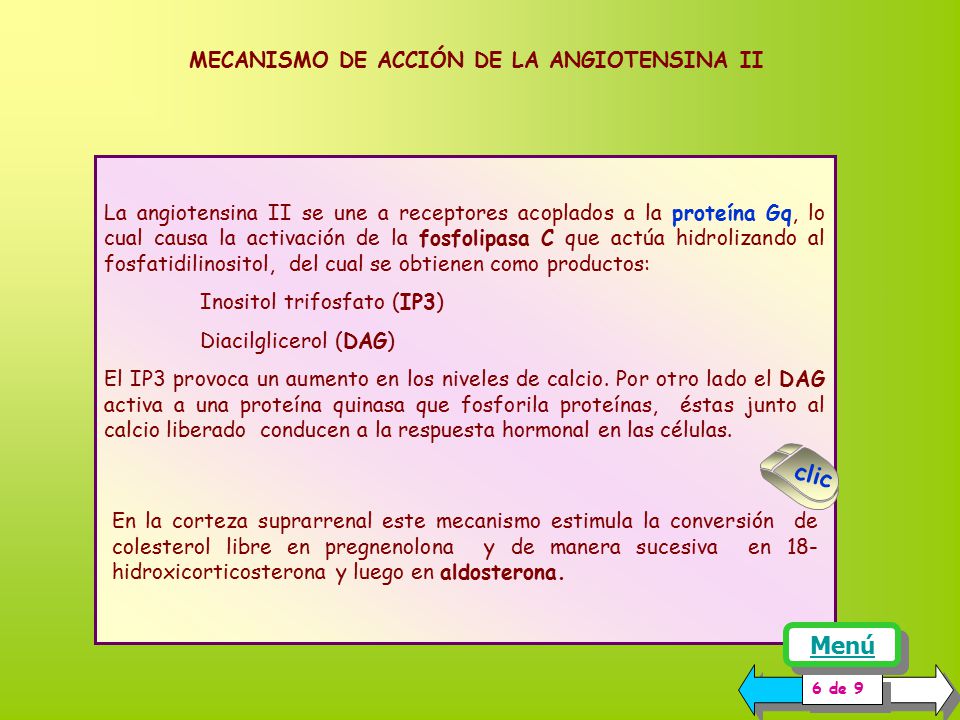 MECANISMO DE ACCIÓN DE LA ANGIOTENSINA II