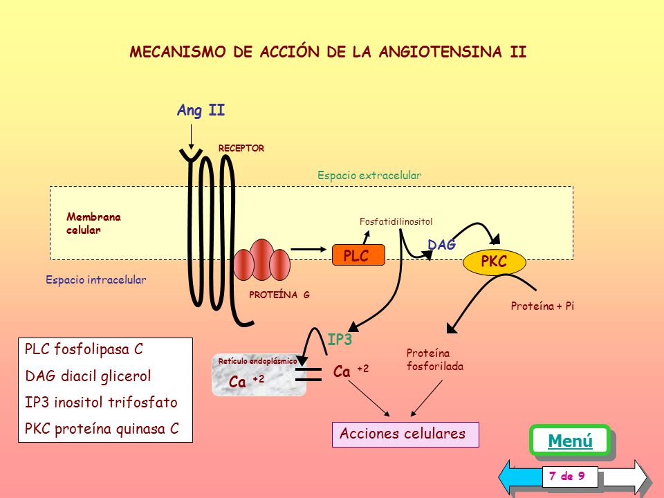 Menú MECANISMO DE ACCIÓN DE LA ANGIOTENSINA II Ang II PLC PKC IP3