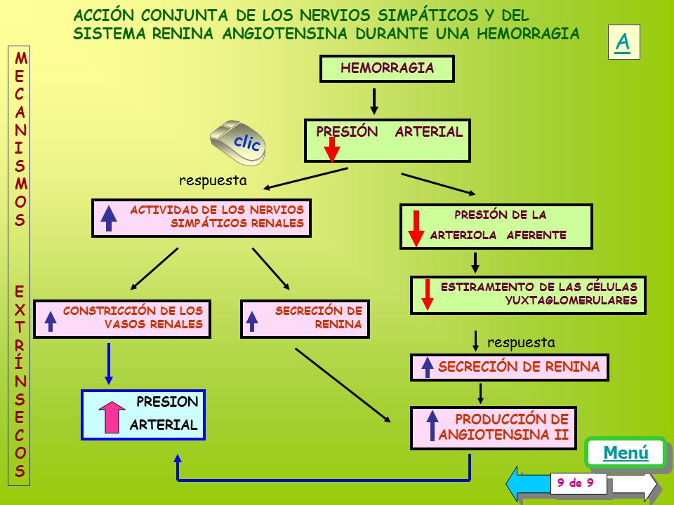 ACCIÓN CONJUNTA DE LOS NERVIOS SIMPÁTICOS Y DEL SISTEMA RENINA ANGIOTENSINA DURANTE UNA HEMORRAGIA