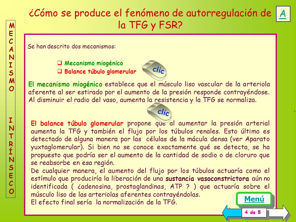 ¿Cómo se produce el fenómeno de autorregulación de la TFG y FSR