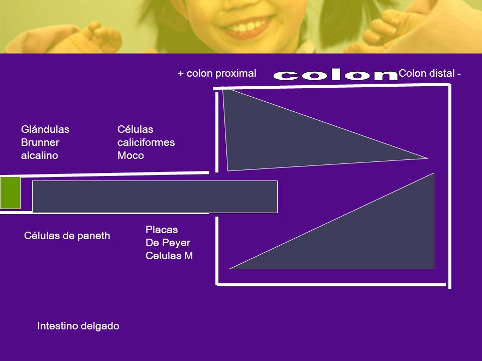 colon + colon proximal Colon distal - Glándulas Brunner alcalino