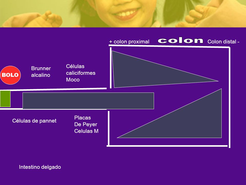 colon + colon proximal Colon distal - Células caliciformes Moco )