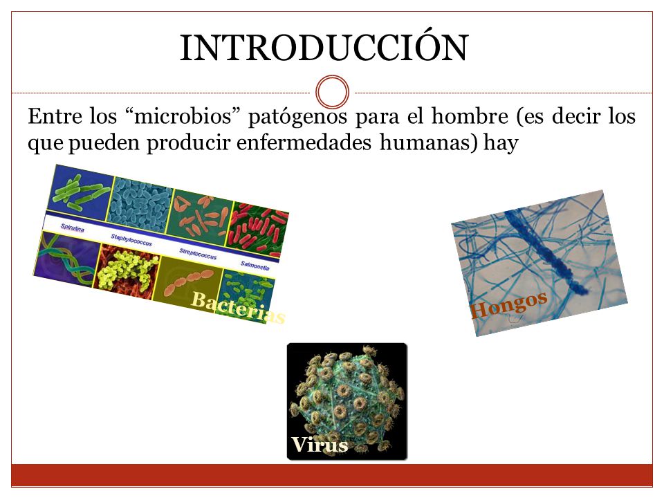 INTRODUCCIÓN Entre los microbios patógenos para el hombre (es decir los que pueden producir enfermedades humanas) hay.