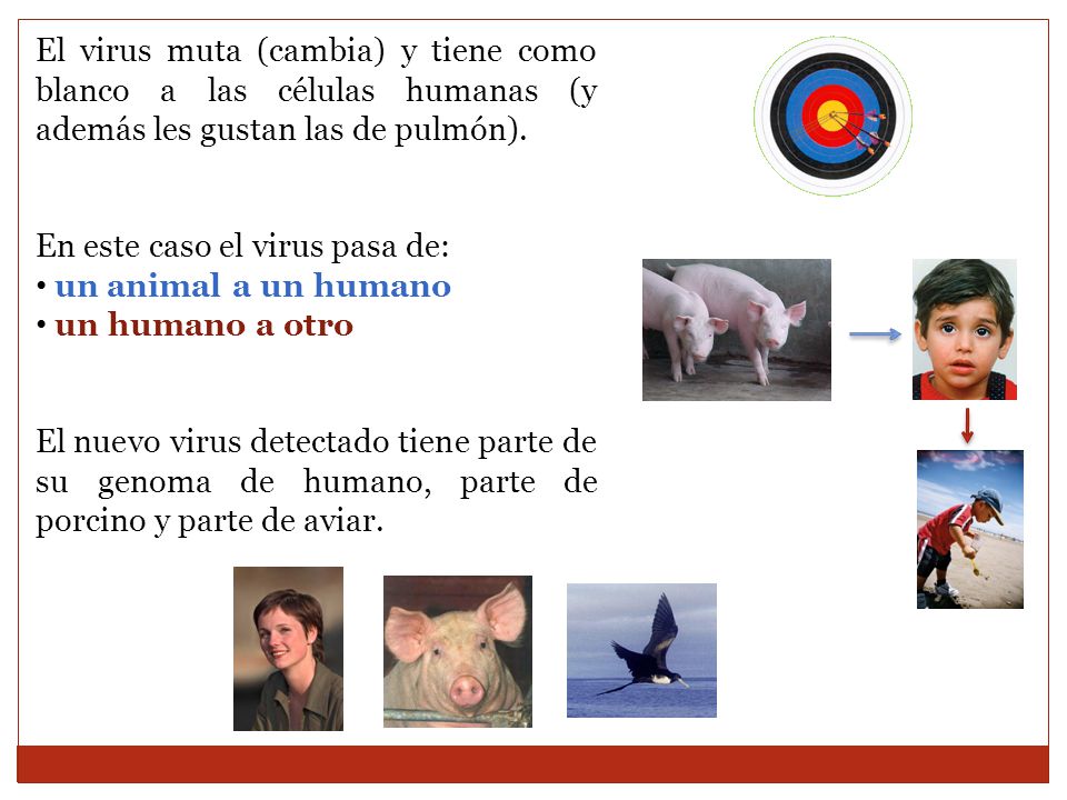 El virus muta (cambia) y tiene como blanco a las células humanas (y además les gustan las de pulmón).