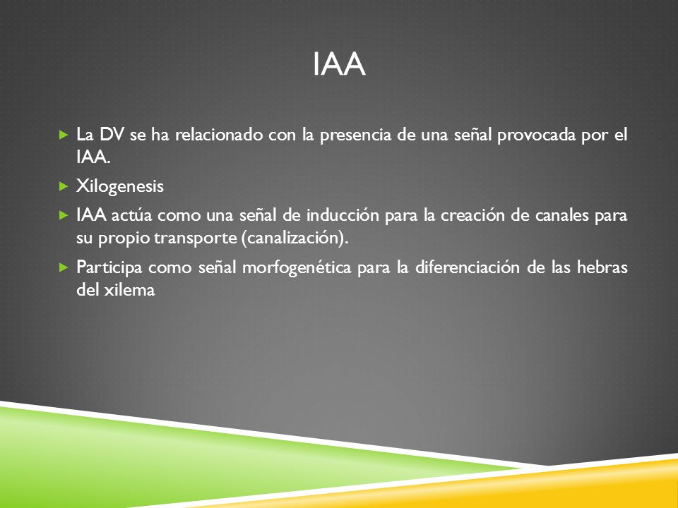 IAA La DV se ha relacionado con la presencia de una señal provocada por el IAA. Xilogenesis.