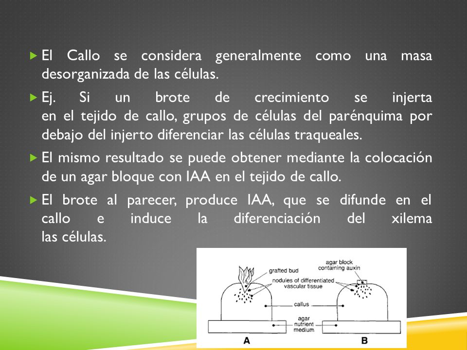 El Callo se considera generalmente como una masa desorganizada de las células.