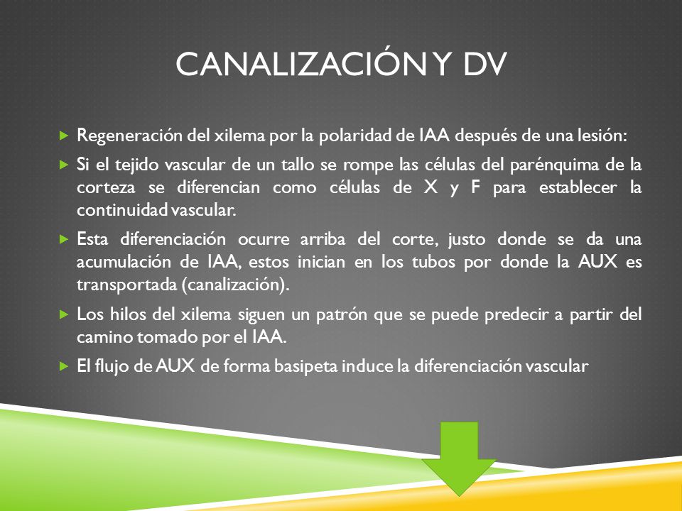 Canalización y DV Regeneración del xilema por la polaridad de IAA después de una lesión: