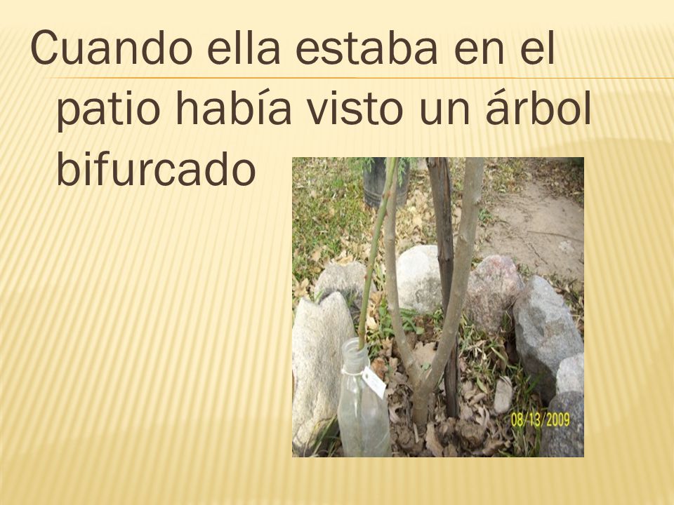 Cuando ella estaba en el patio había visto un árbol bifurcado