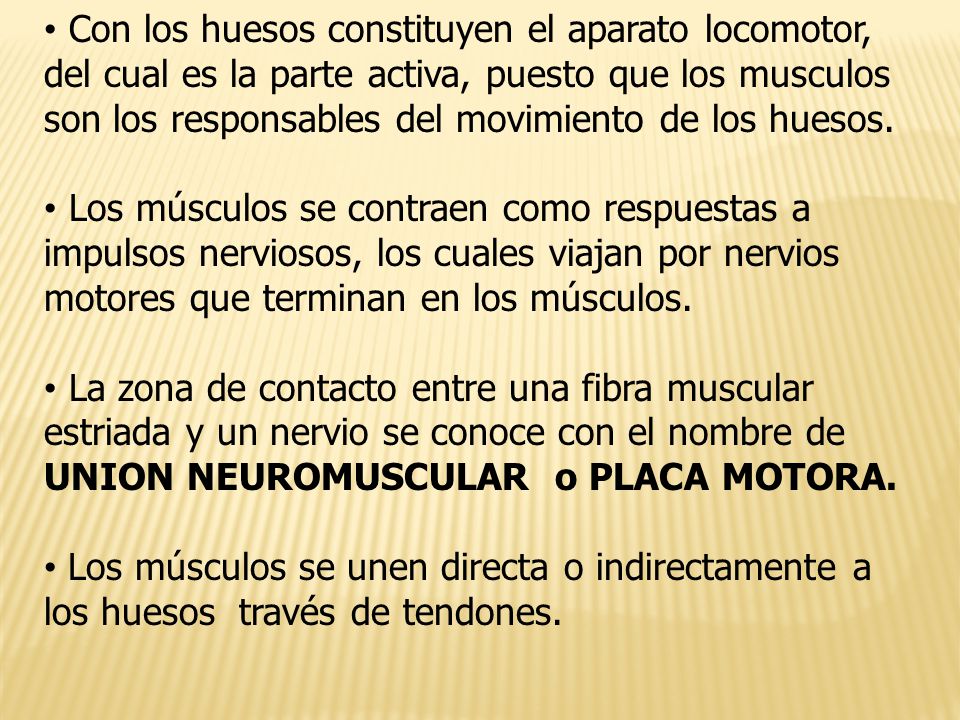 Con los huesos constituyen el aparato locomotor, del cual es la parte activa, puesto que los musculos son los responsables del movimiento de los huesos.