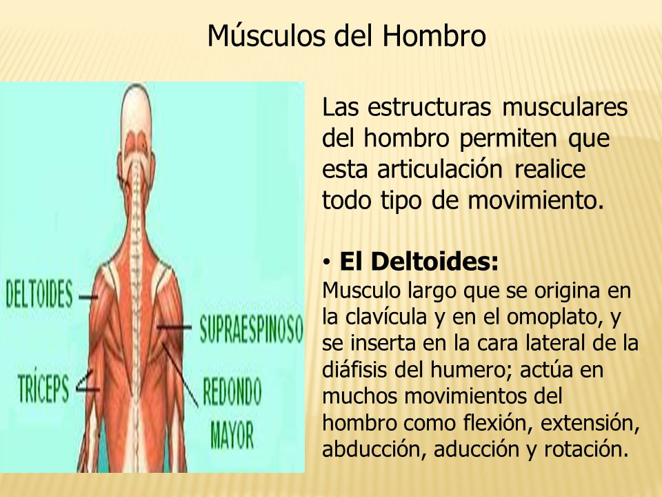 Músculos del Hombro Las estructuras musculares del hombro permiten que esta articulación realice todo tipo de movimiento.