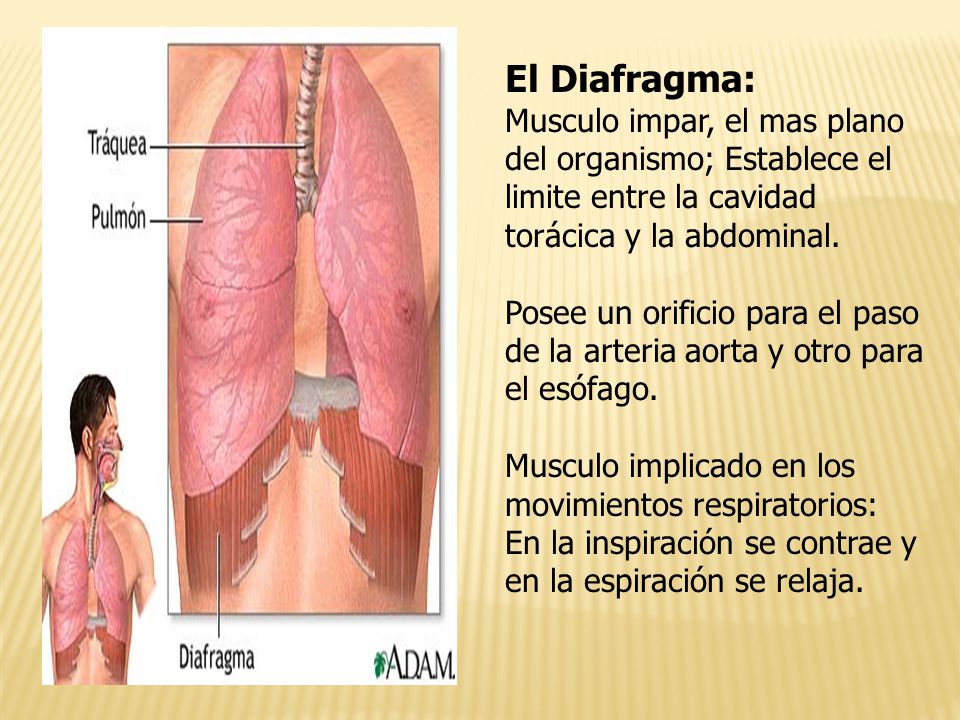 El Diafragma: Musculo impar, el mas plano del organismo; Establece el limite entre la cavidad torácica y la abdominal.