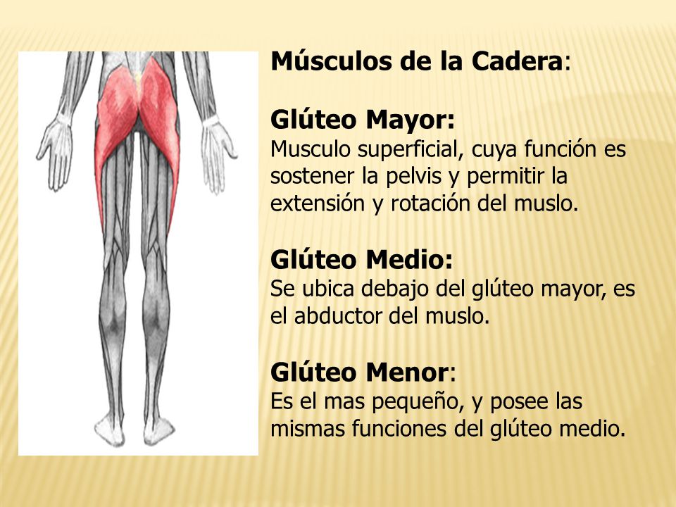Músculos de la Cadera: Glúteo Mayor: Glúteo Medio: Glúteo Menor: