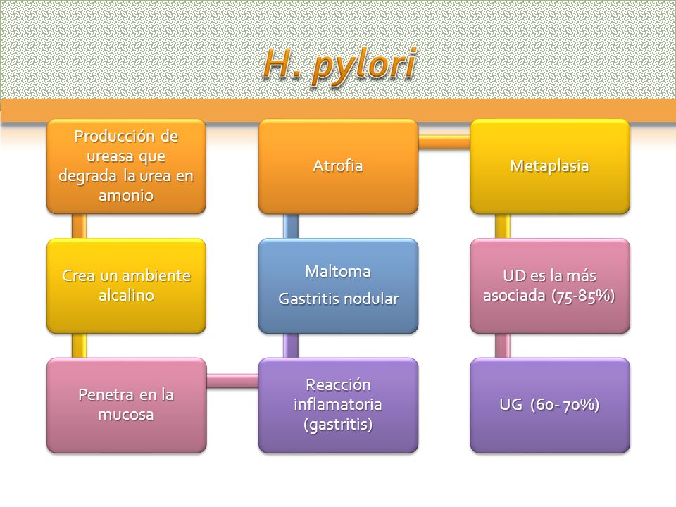 H. pylori Producción de ureasa que degrada la urea en amonio