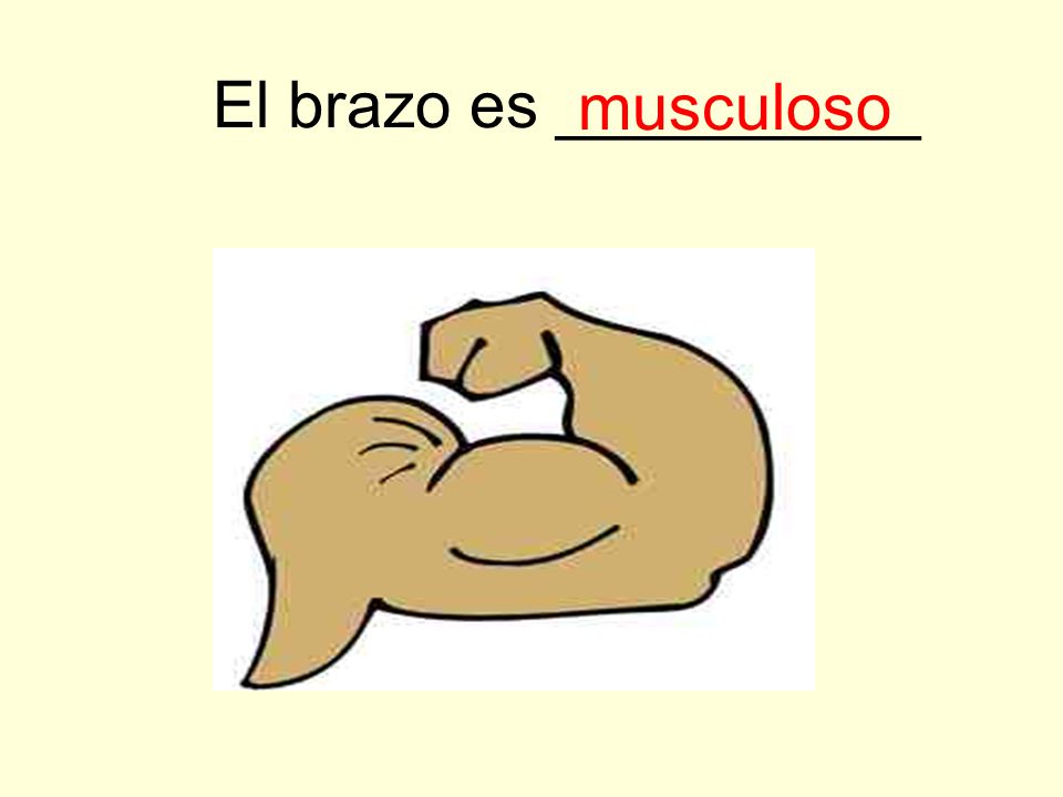 El brazo es __________ musculoso