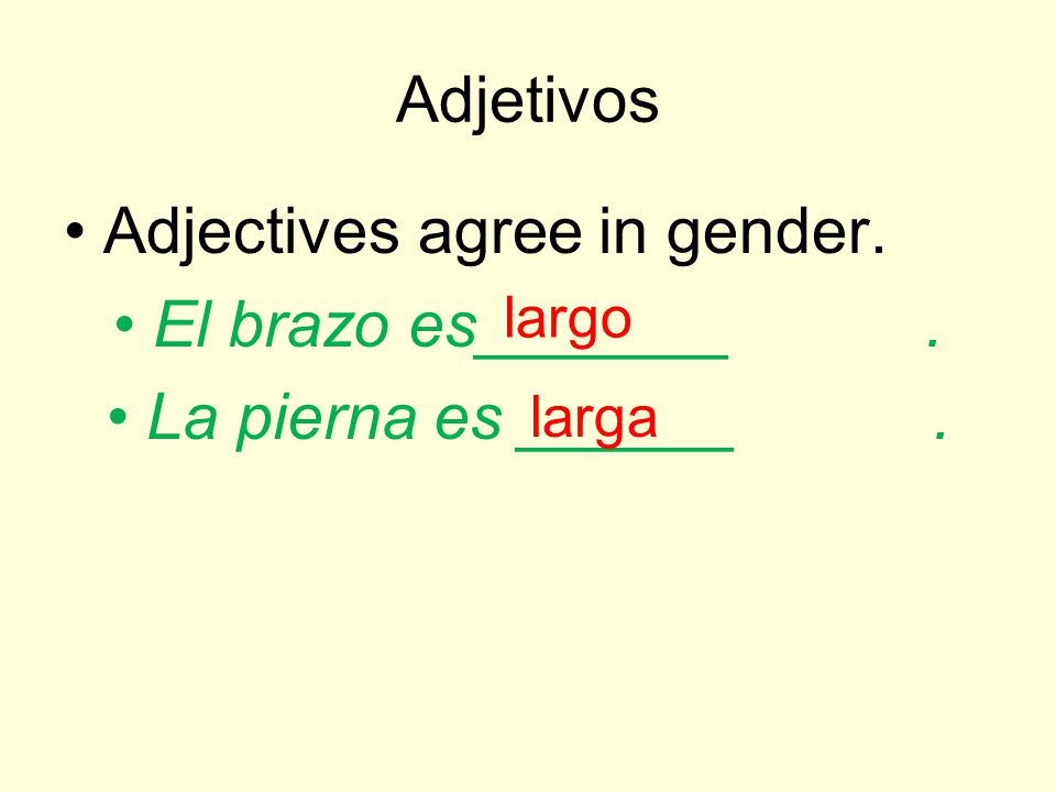 Adjectives agree in gender. El brazo es_______ . La pierna es ______ .