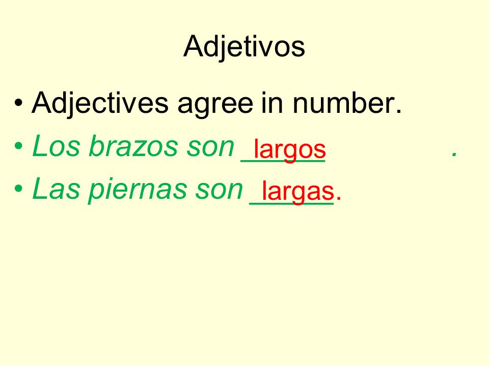 Adjectives agree in number. Los brazos son _____ .