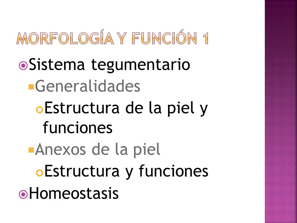 Estructura de la piel y funciones Anexos de la piel