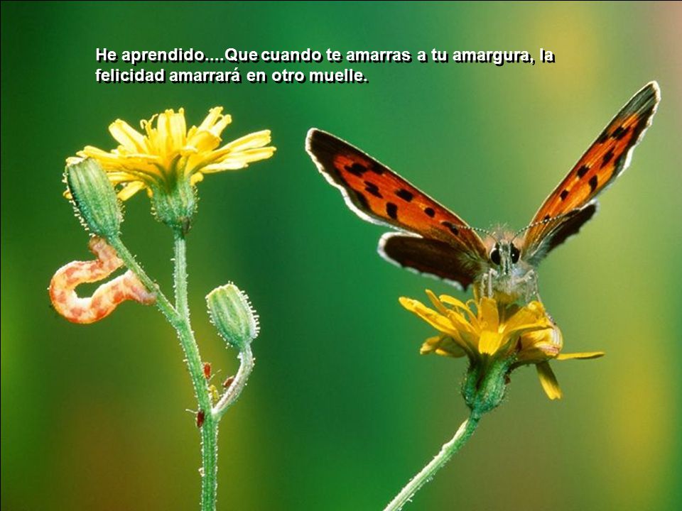 He aprendido....Que cuando te amarras a tu amargura, la felicidad amarrará en otro muelle.