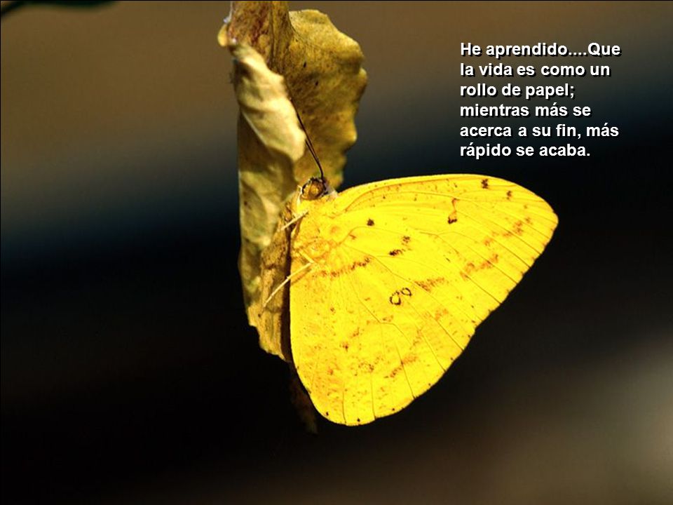 He aprendido....Que la vida es como un rollo de papel; mientras más se acerca a su fin, más rápido se acaba.