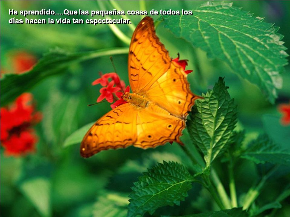 He aprendido....Que las pequeñas cosas de todos los días hacen la vida tan espectacular.